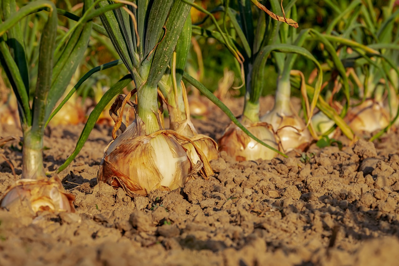Growing Onions How To Guide Grow Your Own Vegetable Garden