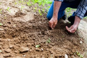 Preparing Soil For Planting