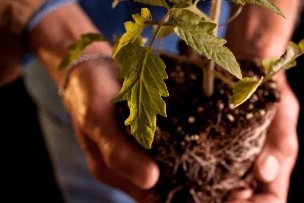 What To Do With Tomato Plants In Winter A Guide To Overwintering