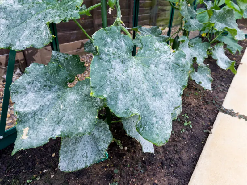 Powdery Mildew Grow Your Own Vegetable Garden