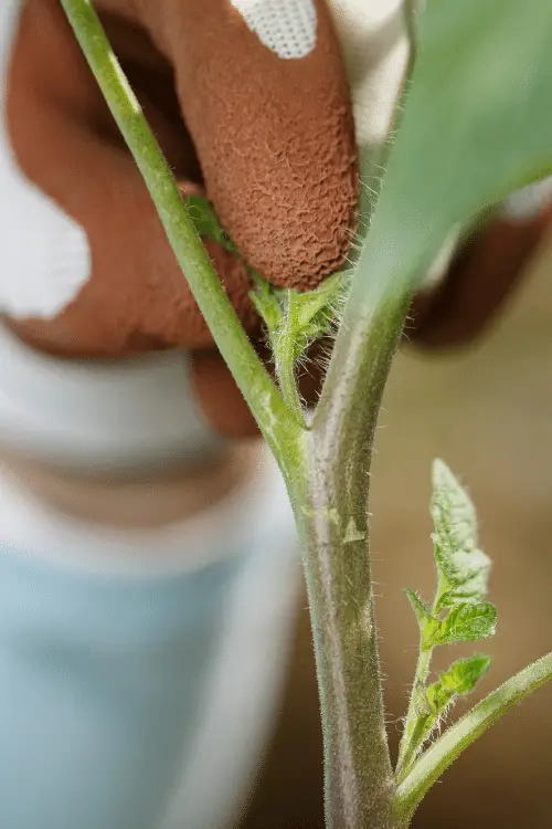 Tomato Plant Sucker