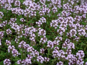 Thyme Plants