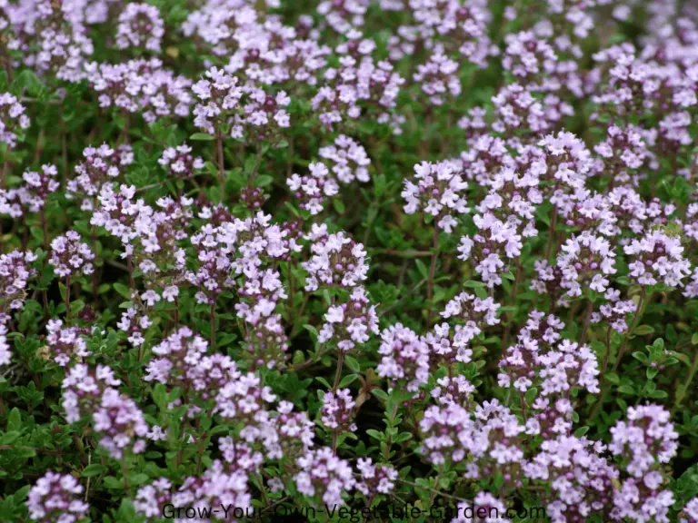 Thyme Plants