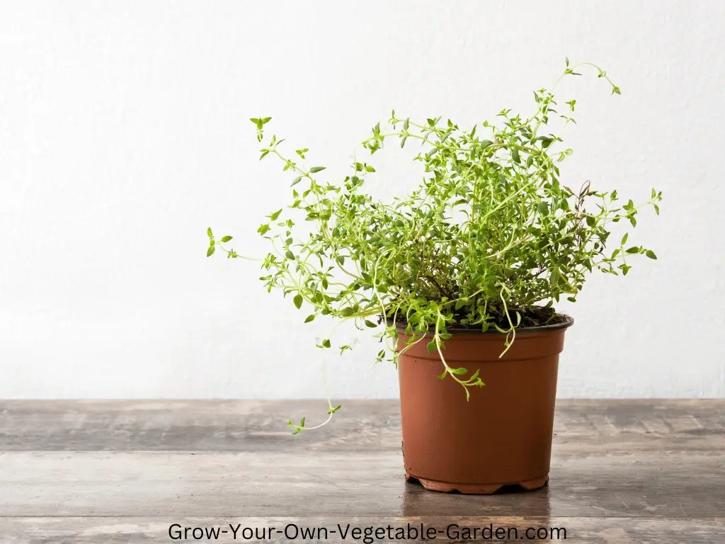 Potted thyme Plant