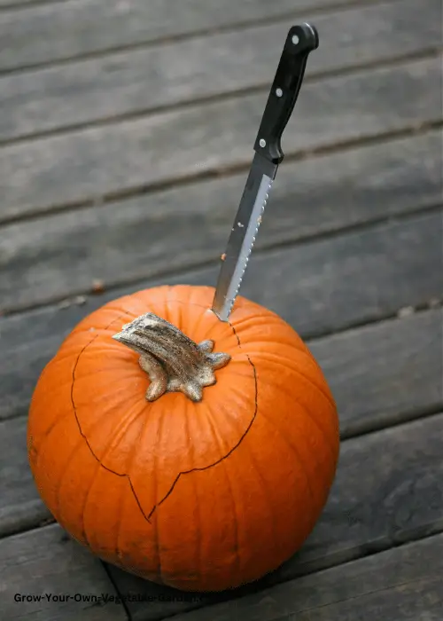 Pumpkin Knife