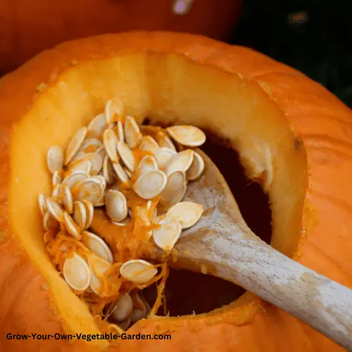 Pumpkin Scooping