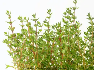 Thyme