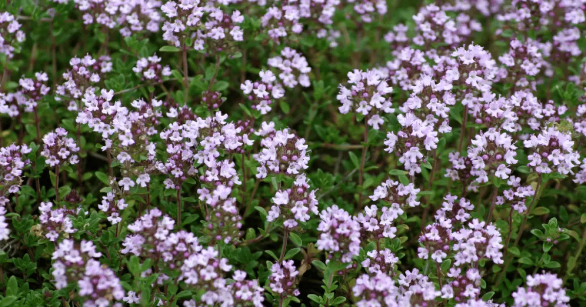 Thyme Plants