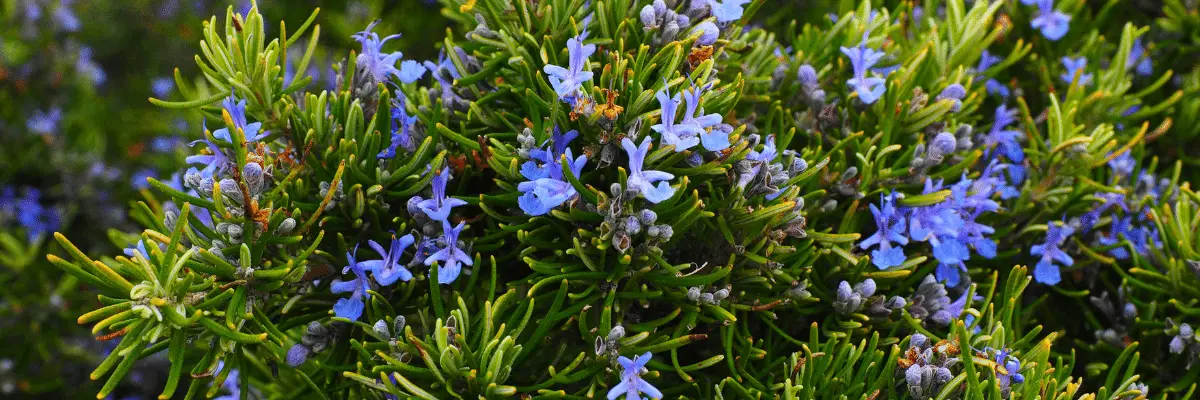 Rosemary Flowers